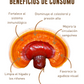 EXTRACTO HONGO REISHI (GANODERMA LUCIDUM)