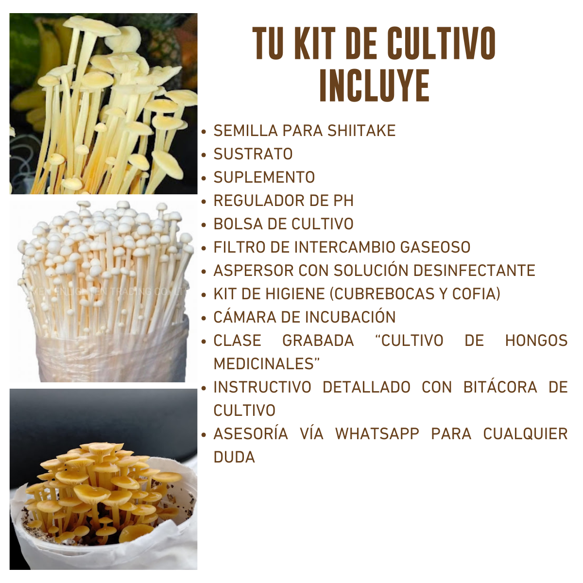 KIT DE CULTIVO DE HONGO ENOKI