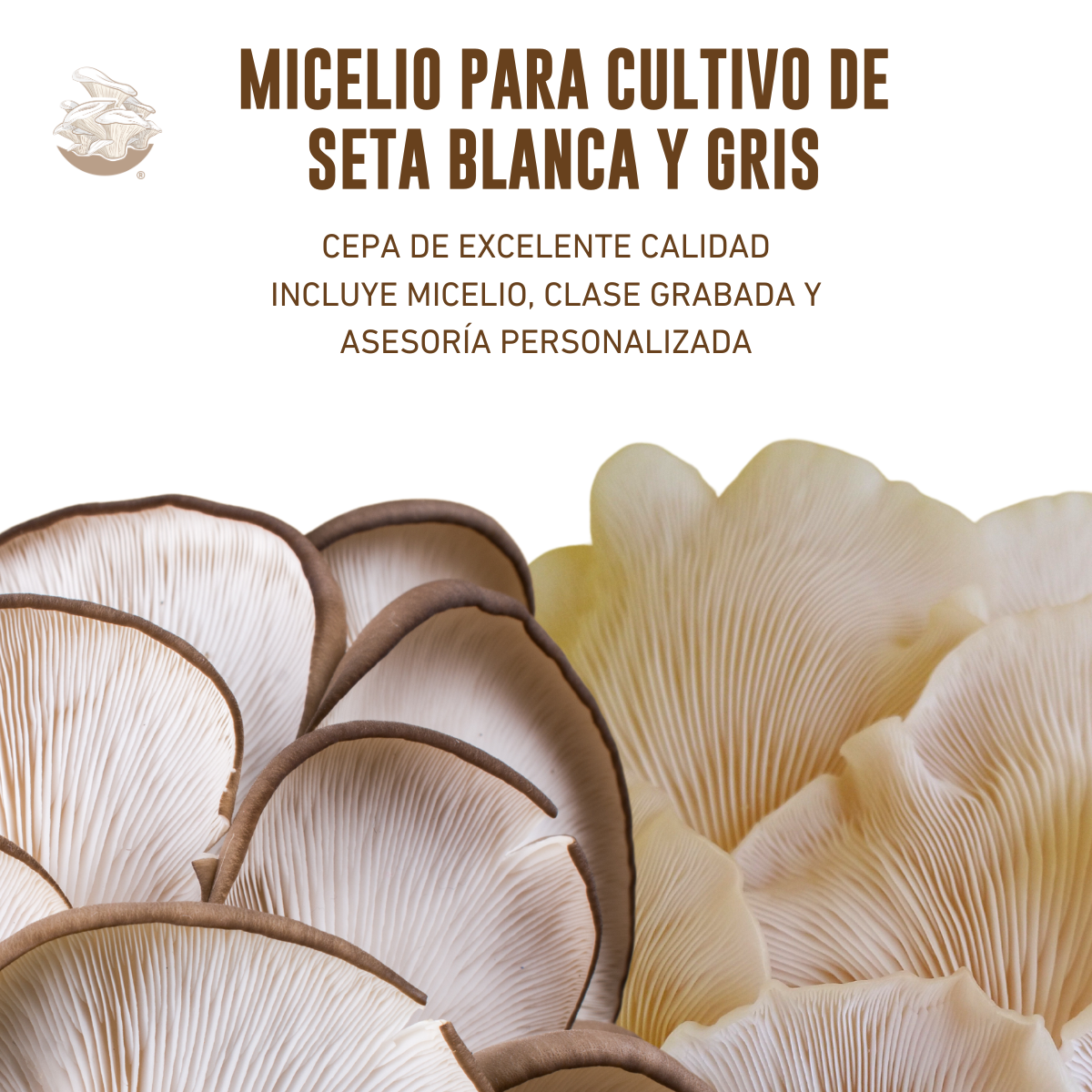 MICELIO SETA GRIS/BLANCA