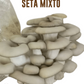 KIT MIXTO CULTIVO DE SETAS