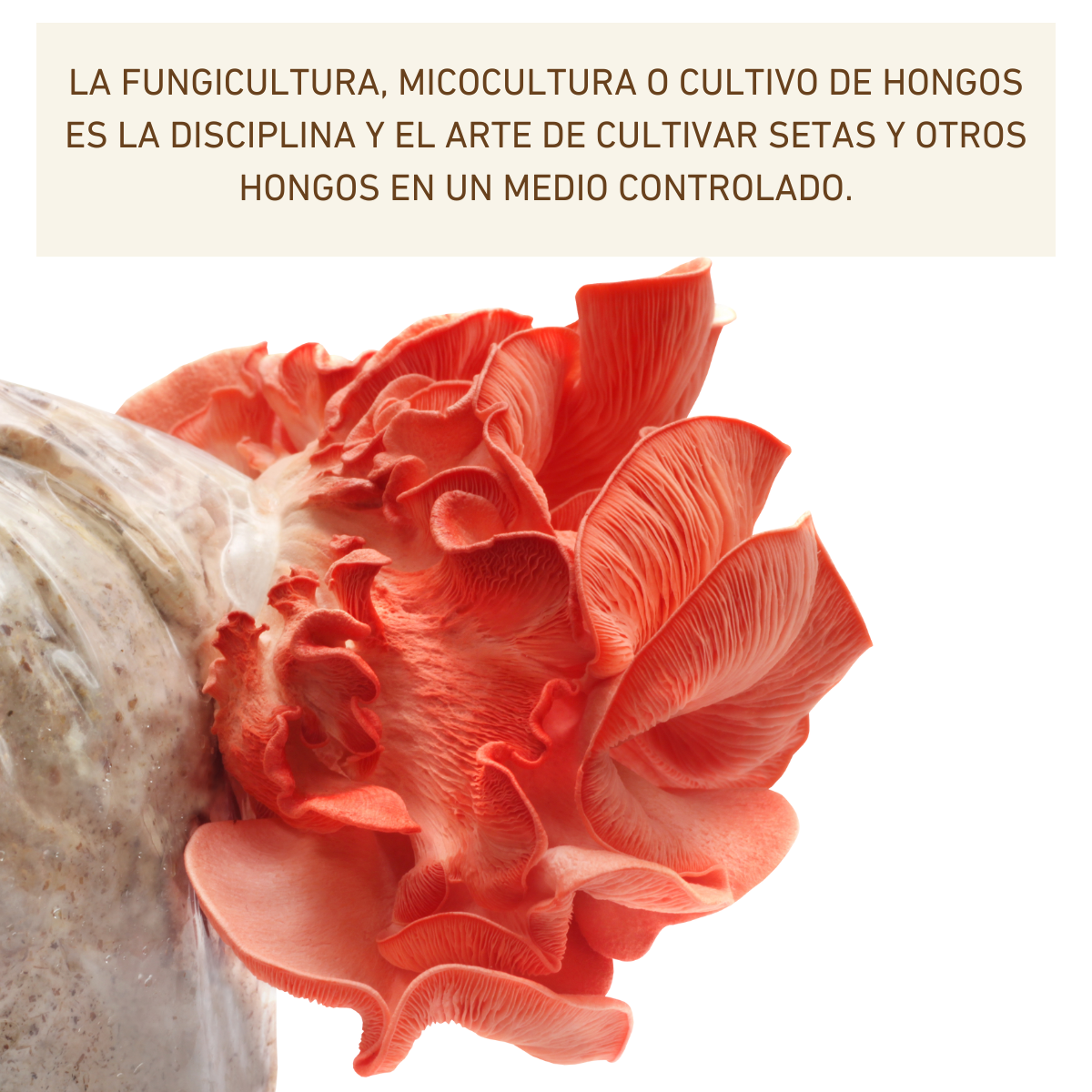 MICELIO HONGO SETA ROSA