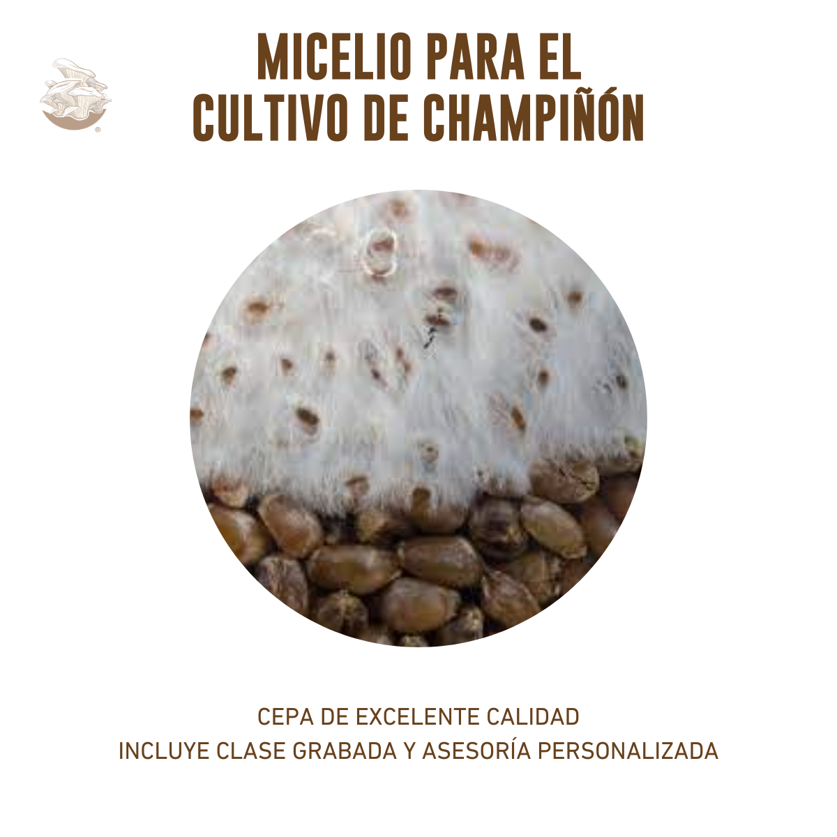 MICELIO HONGO CHAMPIÑON