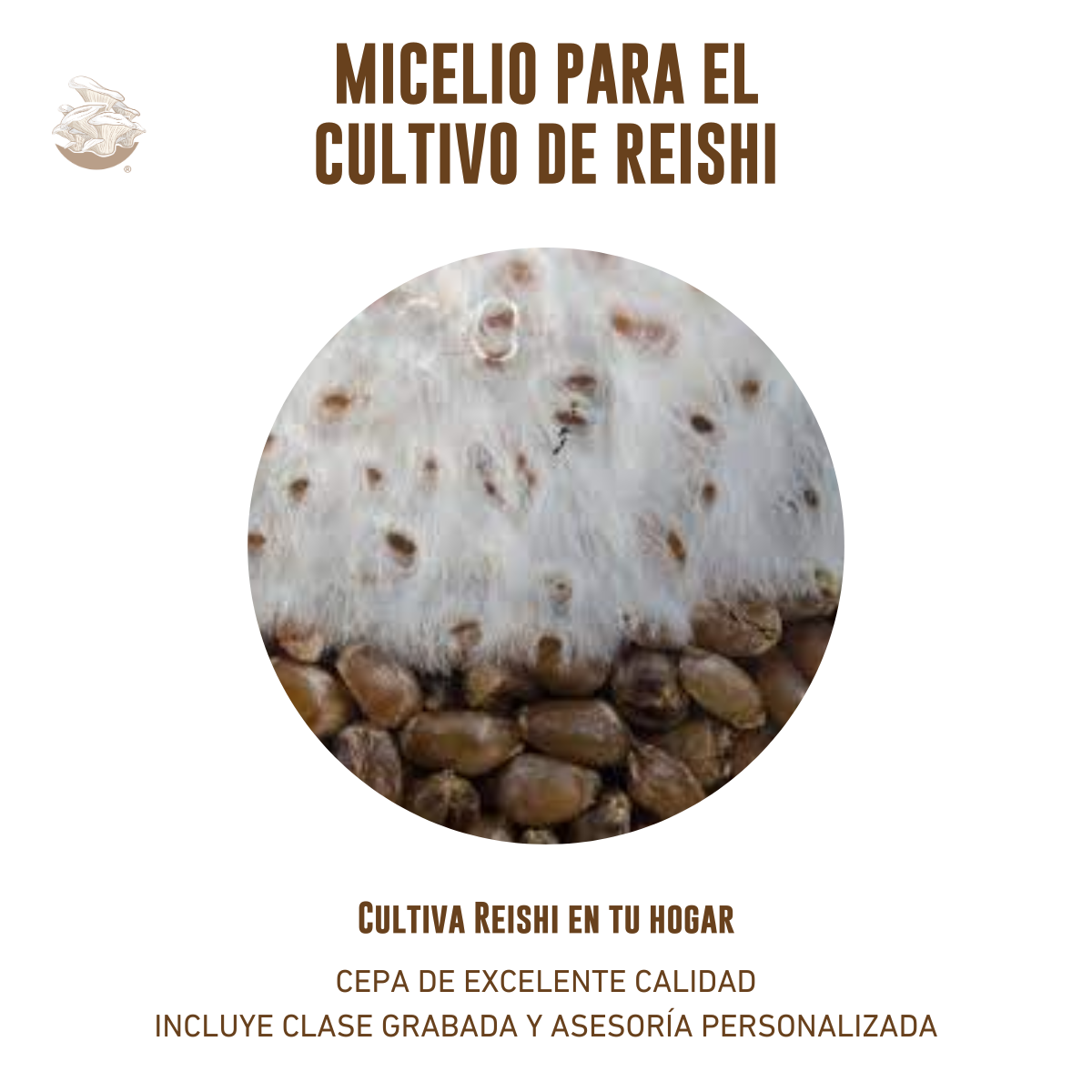 MICELIO HONGO REISHI