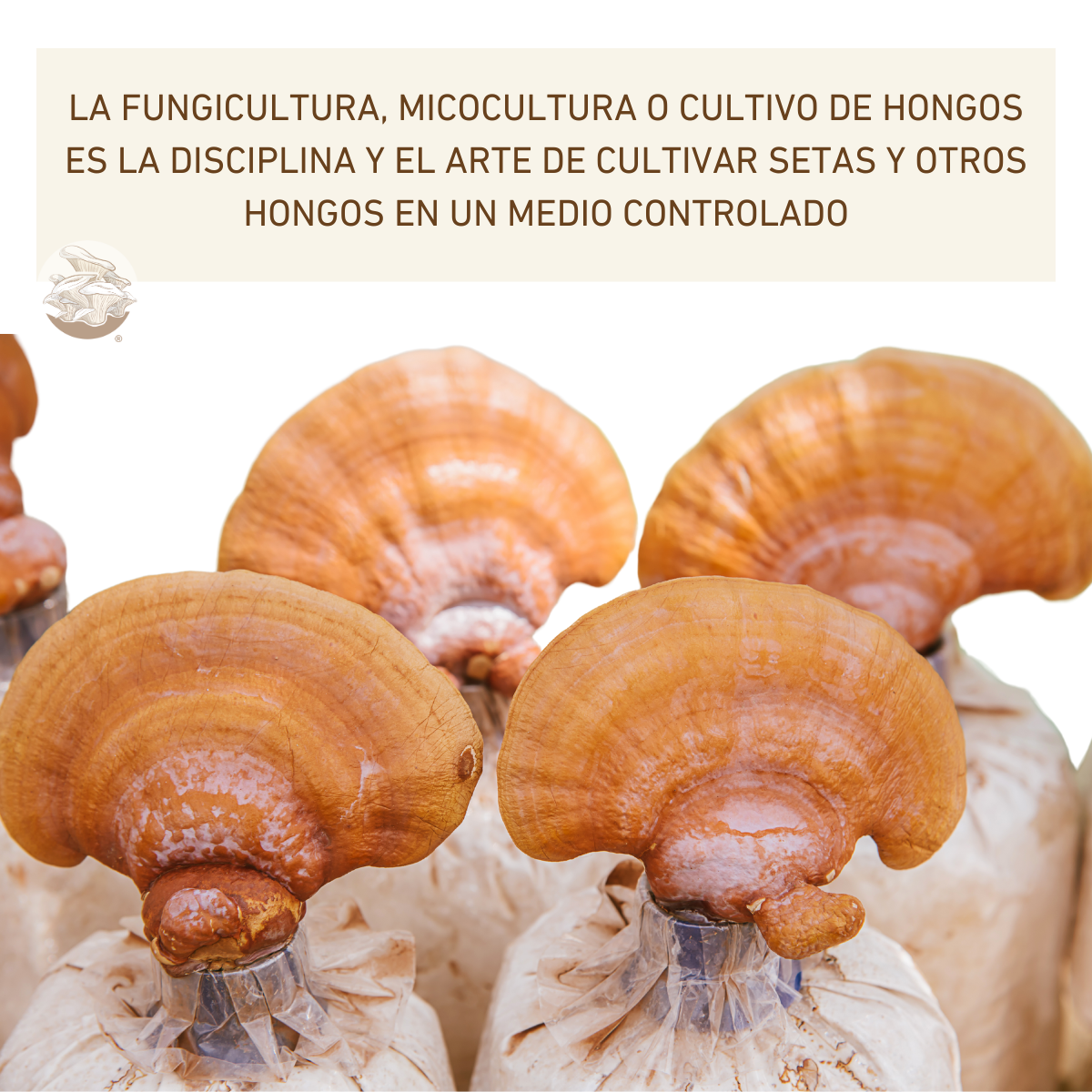 MICELIO HONGO REISHI