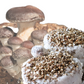 MICELIO DE HONGO SHIITAKE