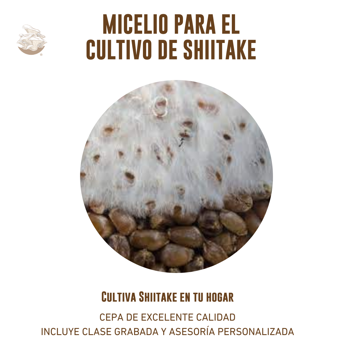 MICELIO DE HONGO SHIITAKE