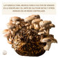 MICELIO DE HONGO SHIITAKE