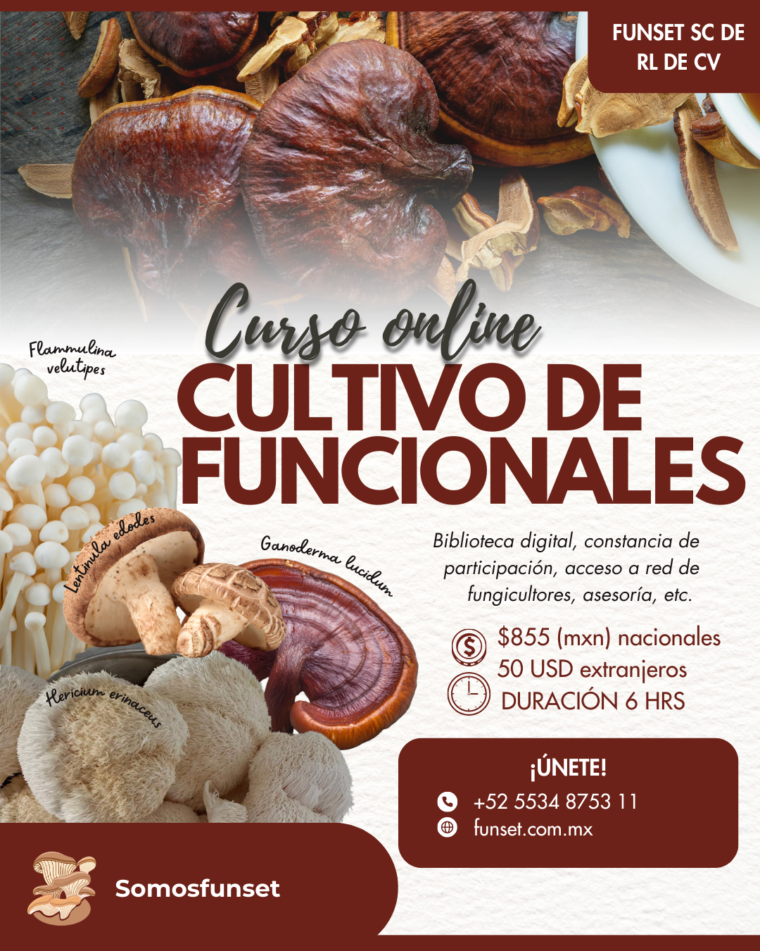 CURSO ONLINE "CULTIVO DE HONGOS FUNCIONALES"