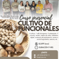 TALLER HIBRIDO CULTIVO DE HONGOS GOURMET Y FUNCIONALES