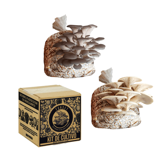 Kit Cultivo Hongo Seta 2 Variedades Gris Y Blanca Funset