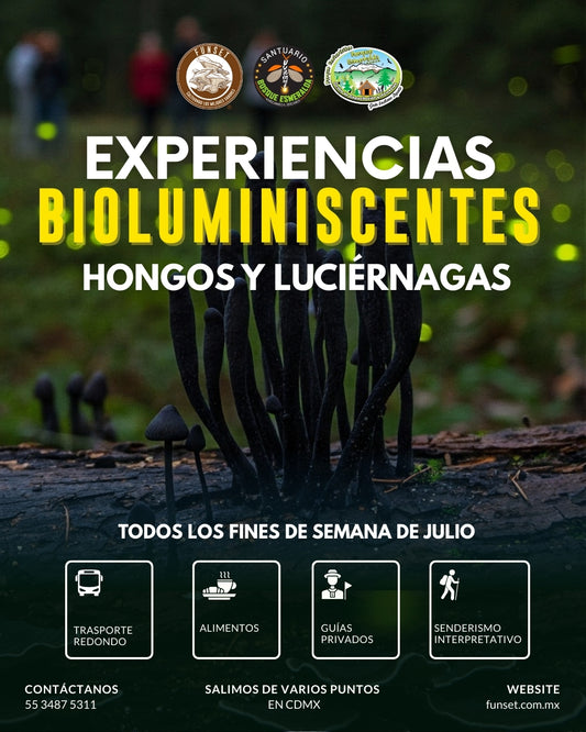 EXPERIENCIA BIOLUMINISCENTE: HONGOS Y LUCIÉRNAGAS