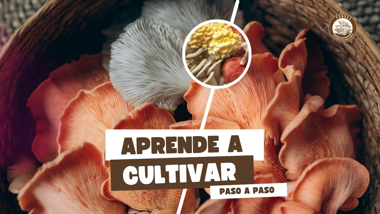 Cargar video: 