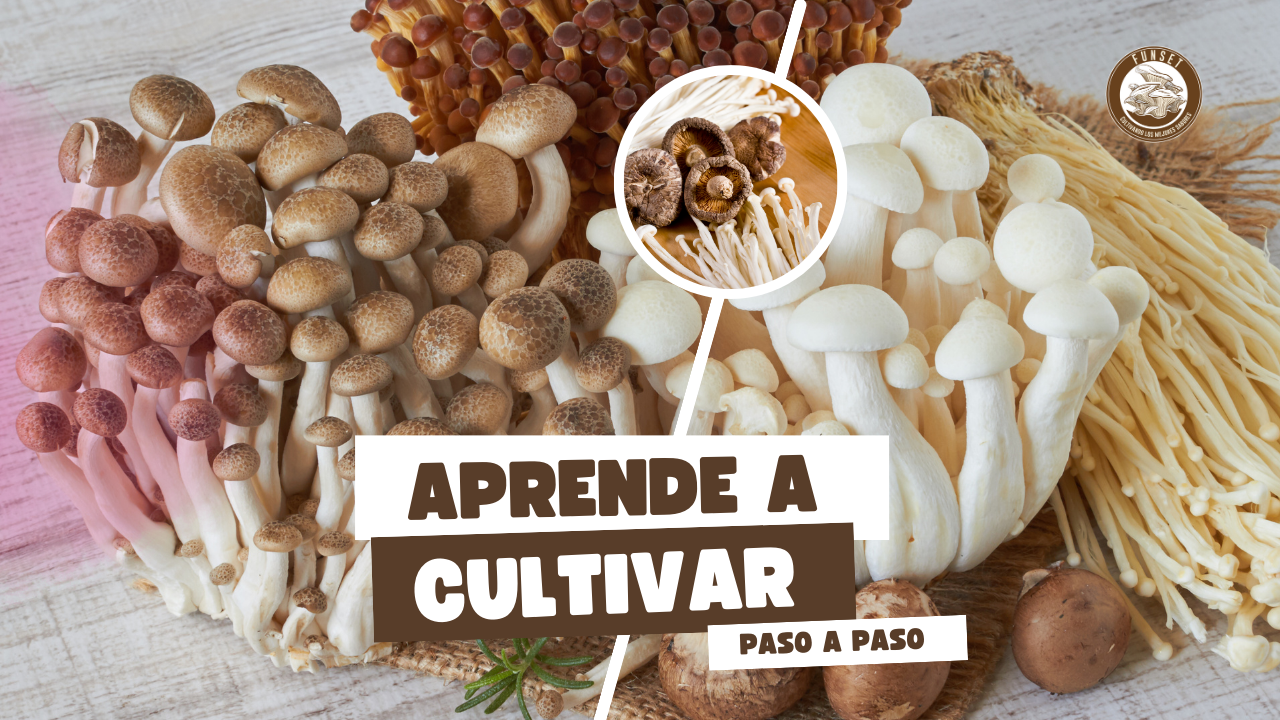 Cargar video: APRENDE A CULTIVAR PASO A PASO