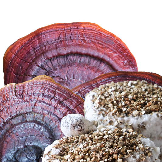 MICELIO HONGO REISHI