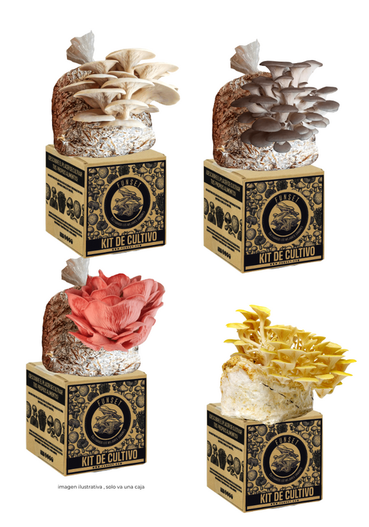 KIT PREMIUM CULTIVO DE SETAS