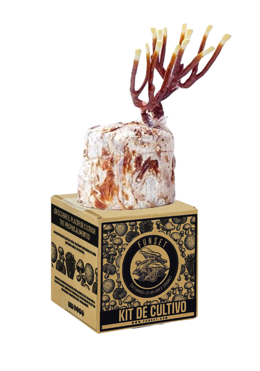 KIT DE CULTIVO DE HONGO REISHI
