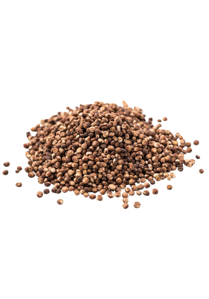 SEMILLA DE SORGO PARA EL CULTIVO DE HONGOS