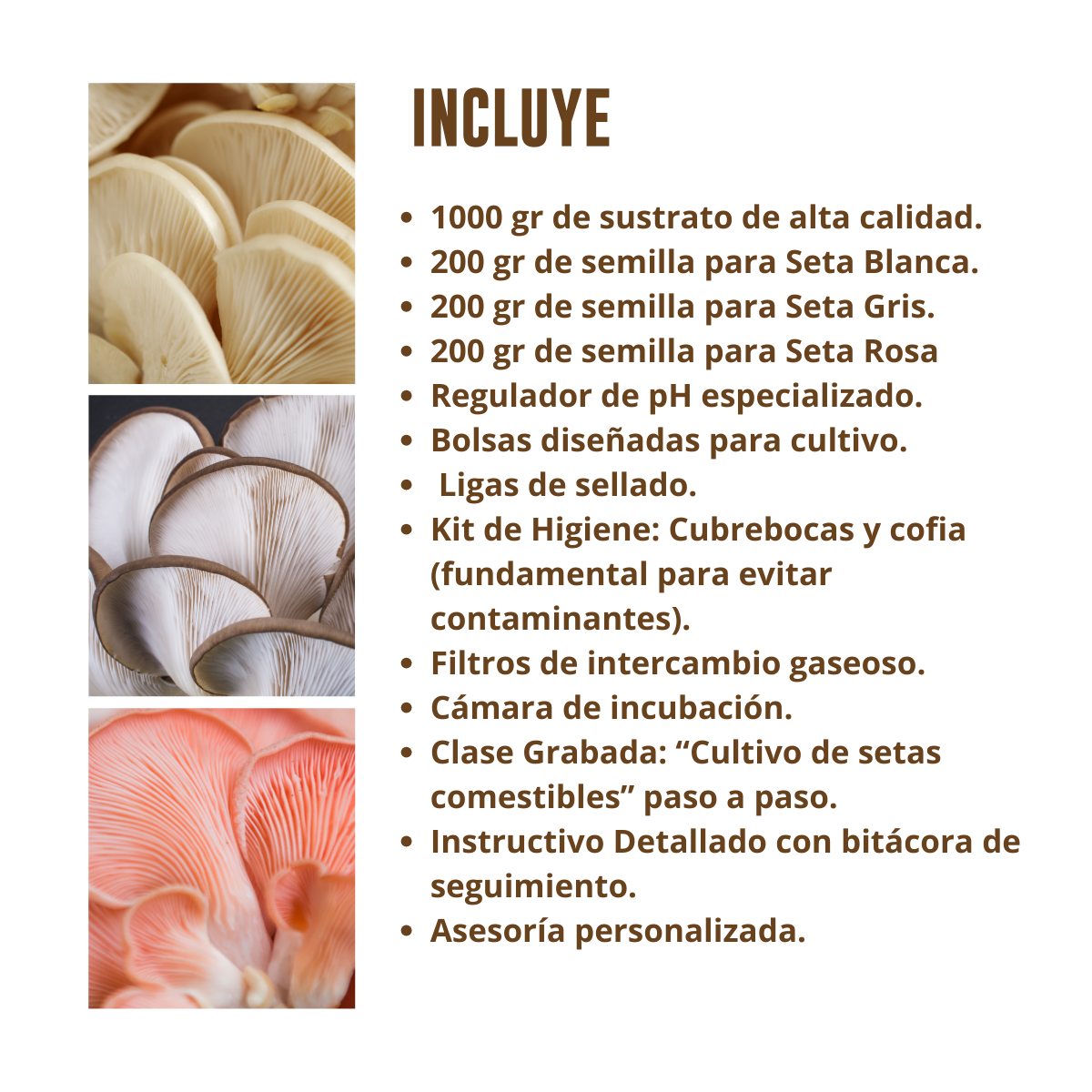 KIT CULTIVO TRES VARIEDADES HONGO SETA BLANCA, GRIS Y ROSA EN CASA FUNSET