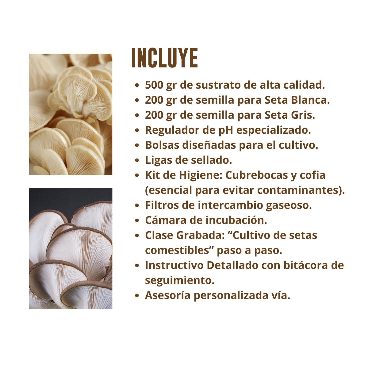 KIT CULTIVO HONGO SETA DOS VARIEDADES SETA BLANCA Y GRIS EN CASA FUNSET