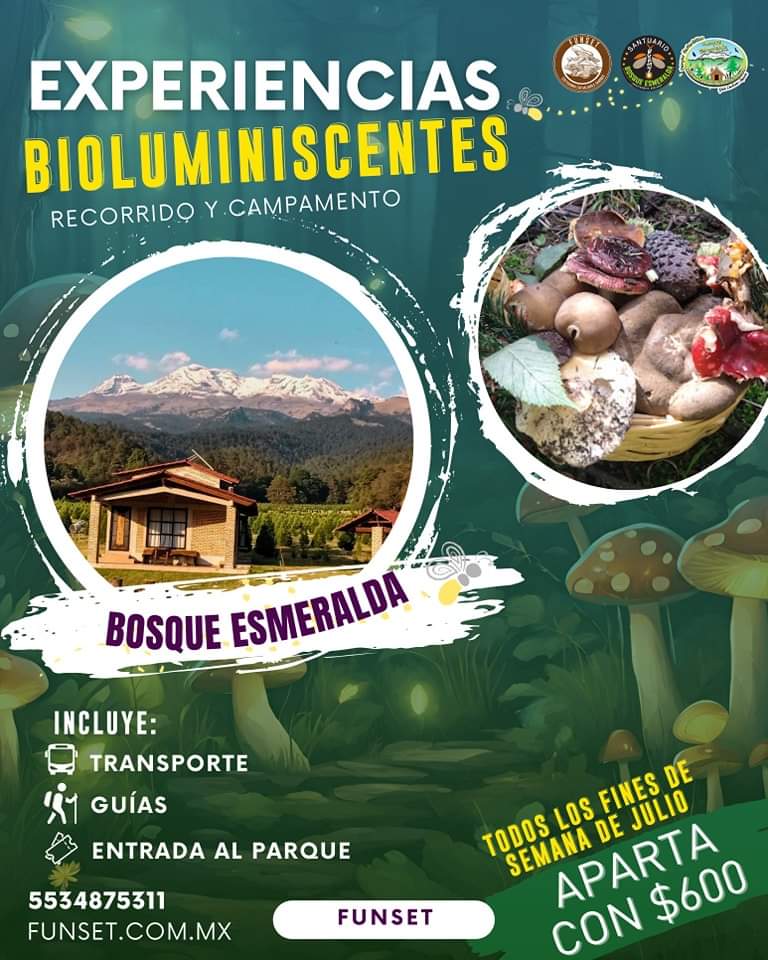 EXPERIENCIAS BIOLUMINICENTES- CAMPAMENTO