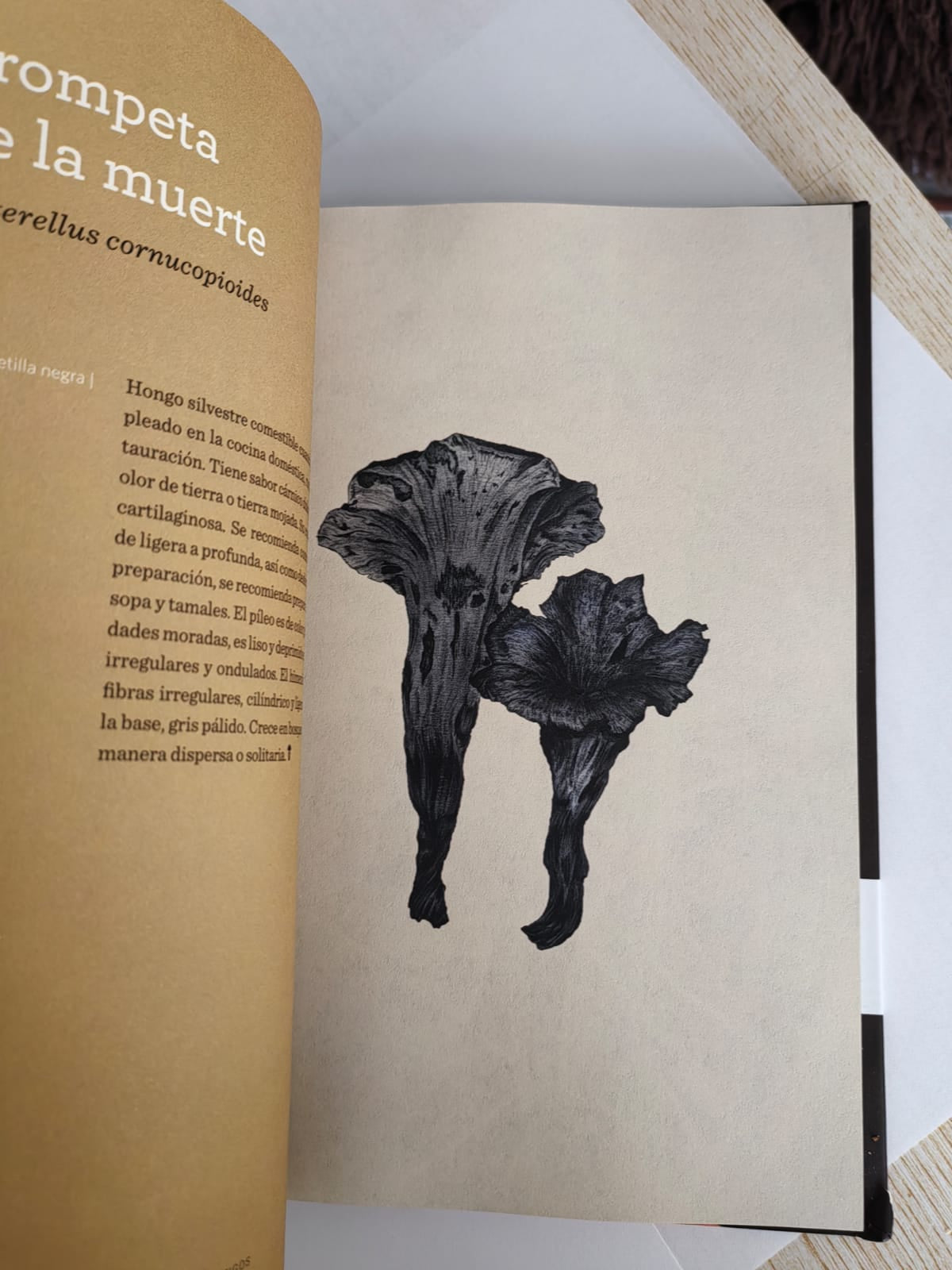 Diccionario gastronomico de hongos mexicanos
