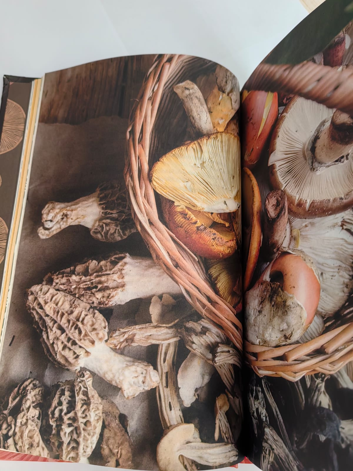 Diccionario gastronomico de hongos mexicanos