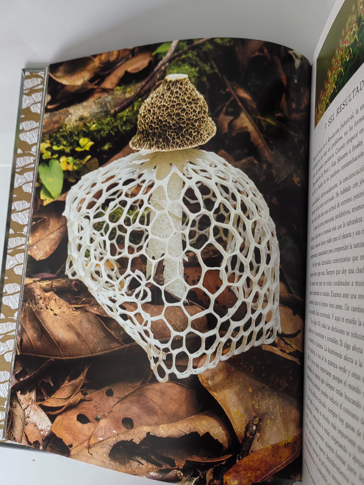 Hongos fantásticos Libro