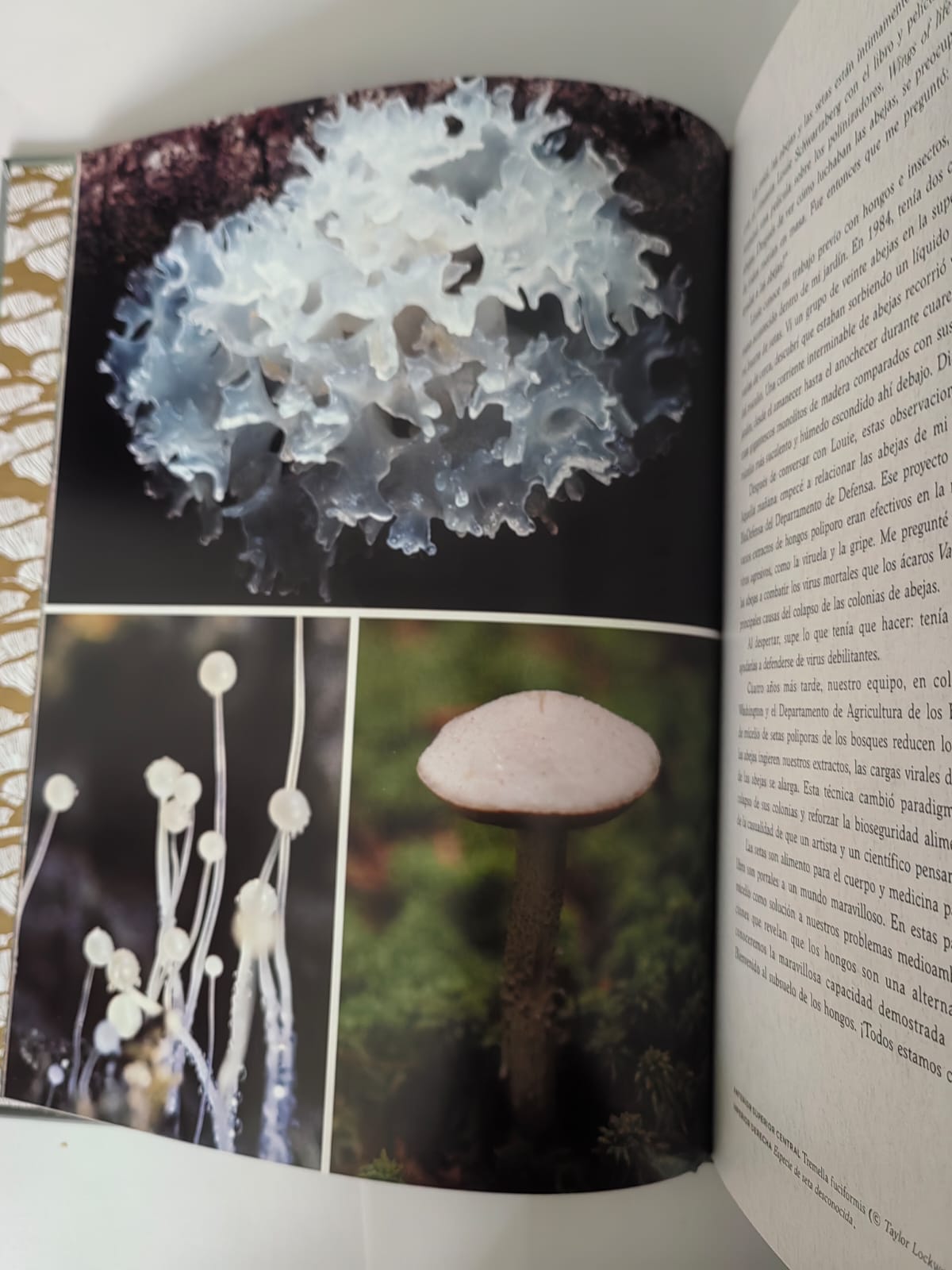 Hongos fantásticos Libro