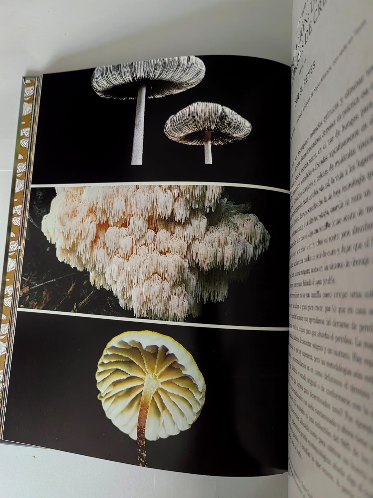 Hongos fantásticos Libro