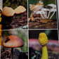 Hongos fantásticos Libro