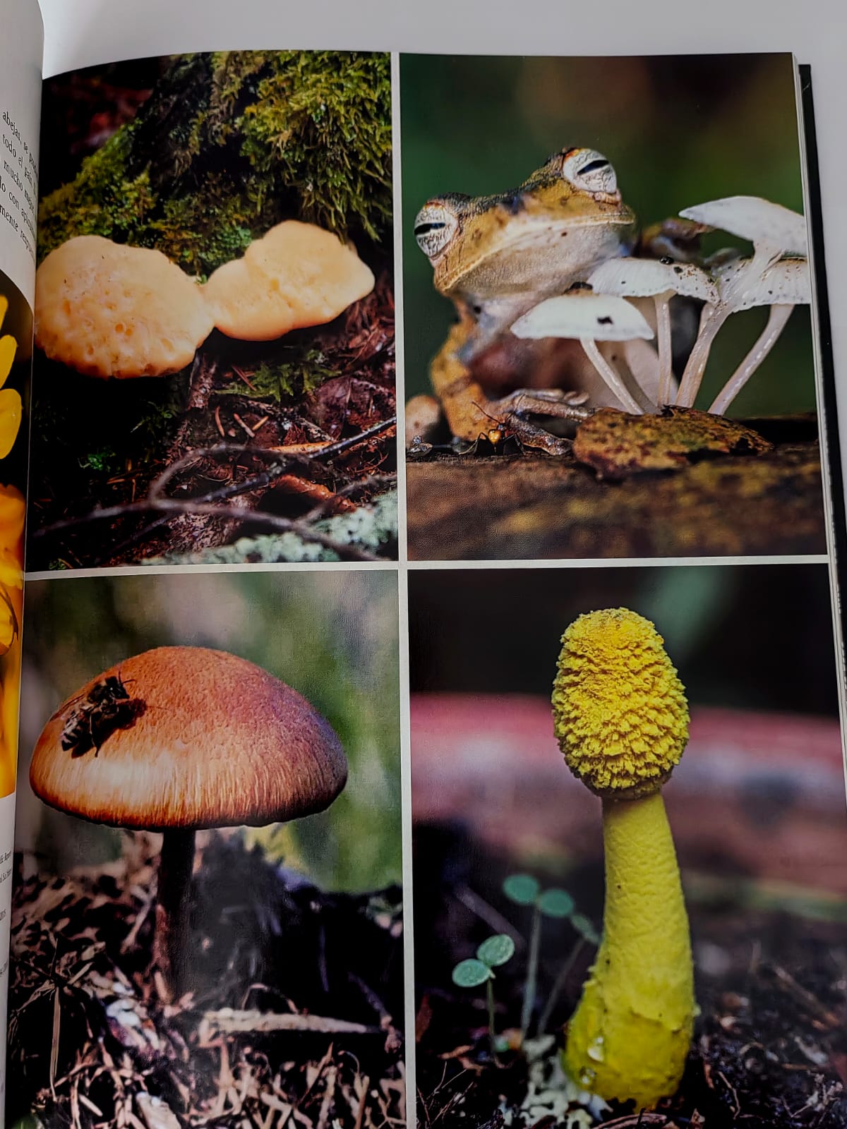 Hongos fantásticos Libro