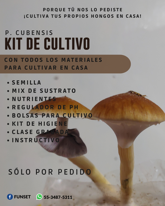 KIT DE CULTIVO DE HONGOS MEDICINALES P.C.