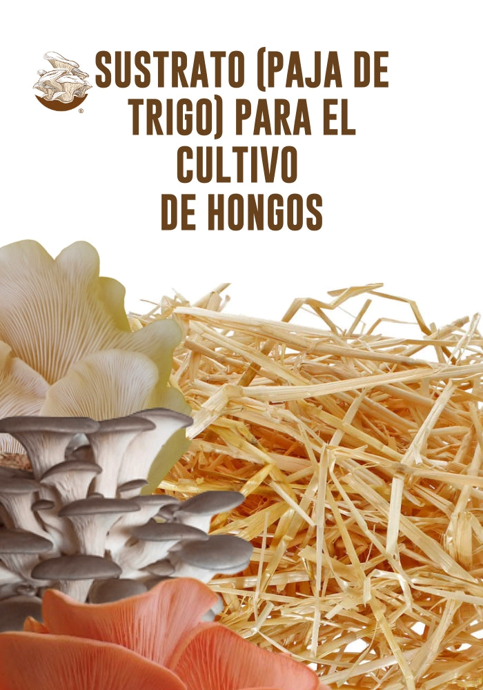 SUSTRATO PARA EL CULTIVO DE HONGO SETA