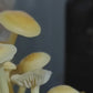 KIT DE CULTIVO DE HONGO ENOKI
